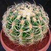 Echinocactus_grusonii_curvispinus